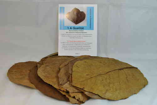 Mittlere Seemandelbaumblätter 10er 10-15cm