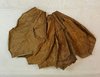 10 Naturgetrocknete Seemandelbaumblätter 10-15cm